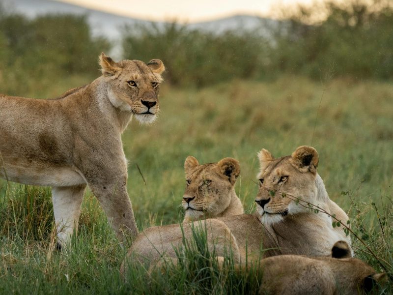 Safari 1 notte – 2 giorni